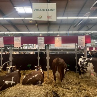 Le 'vaches valdotaines' regine alla Fiera internazionale di La Roche sur Foron VIDEOINTERVISTA
