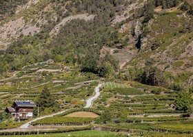 La Valle d’Aosta entra con lo IAR nella rete della ricerca vitivinicola La Valle d’Aosta entra con lo IAR nella rete della ricerca vitivinicola