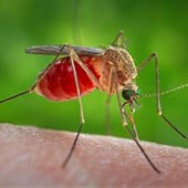 Un caso di West Nile in Valle d’Aosta, è un turista ricoverato al 'Parini'