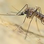 West Nile, virus trovato in due uccelli selvatici in Valle West Nile, virus trovato in due uccelli selvatici in Valle