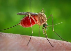 Un caso di West Nile in Valle d’Aosta, è un turista ricoverato al 'Parini'