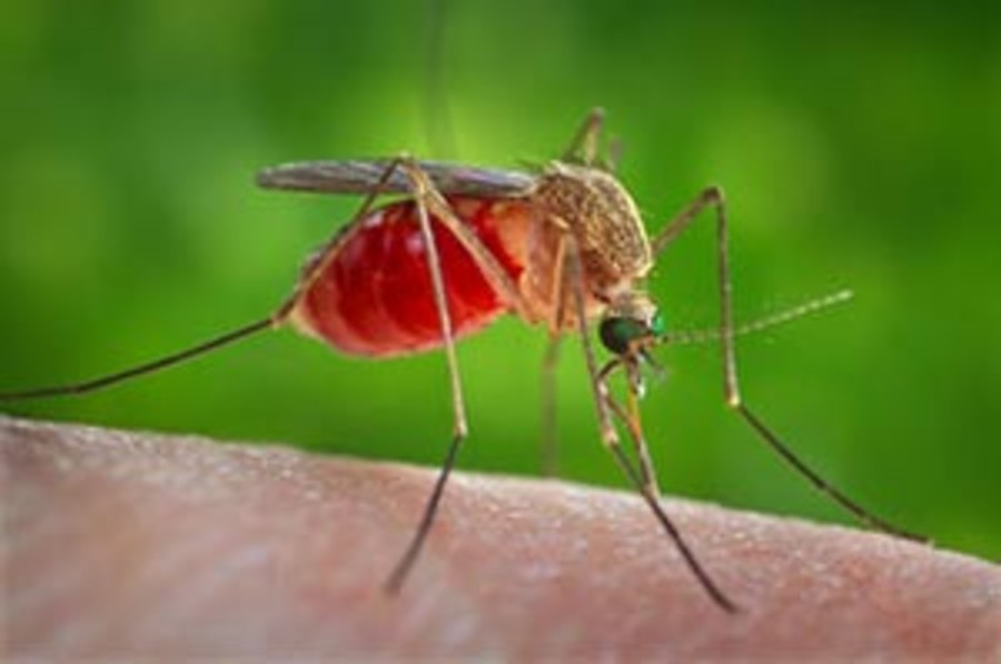 Un caso di West Nile in Valle d’Aosta, è un turista ricoverato al 'Parini'