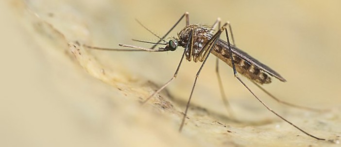 West Nile, virus trovato in due uccelli selvatici in Valle