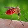 Un caso di West Nile in Valle d’Aosta, è un turista ricoverato al 'Parini'