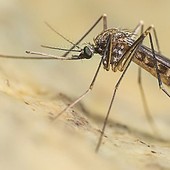 West Nile, virus trovato in due uccelli selvatici in Valle