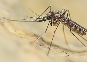 West Nile, virus trovato in due uccelli selvatici in Valle West Nile, virus trovato in due uccelli selvatici in Valle